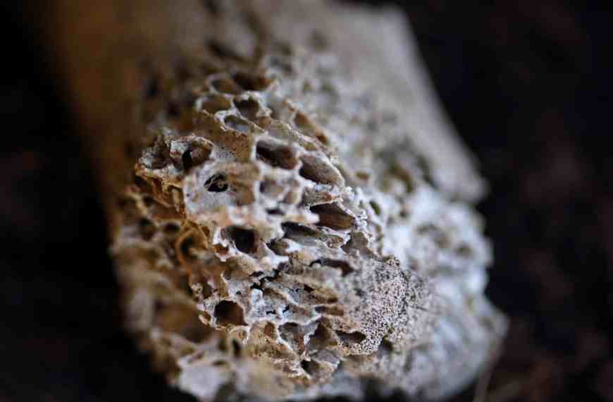 microscopie d'une porosité d'os pour illustrer la porosité des gemmes