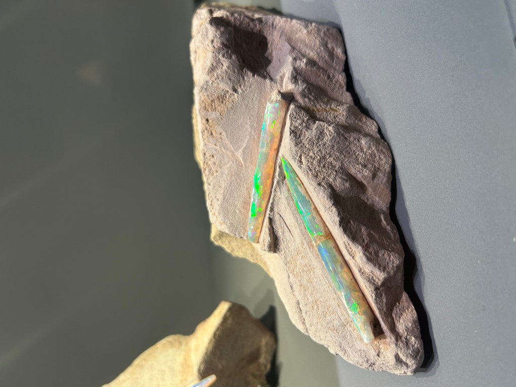morceaux de roche beige avec deux fossiles de bélémnites qui ressemblent à deux cornes de licorne. Ces fossiles sont opalisés et montrent une multitude de couleurs irrisées assez vives.